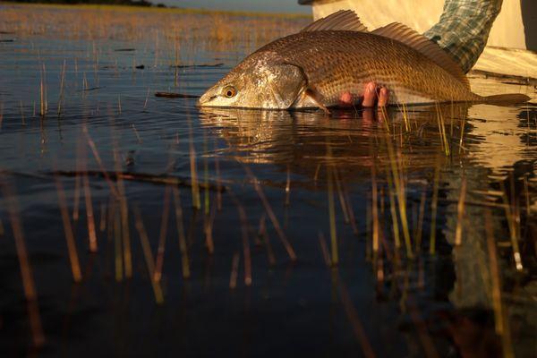 Beaufort Means Redfish