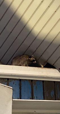 racoons in addison roof