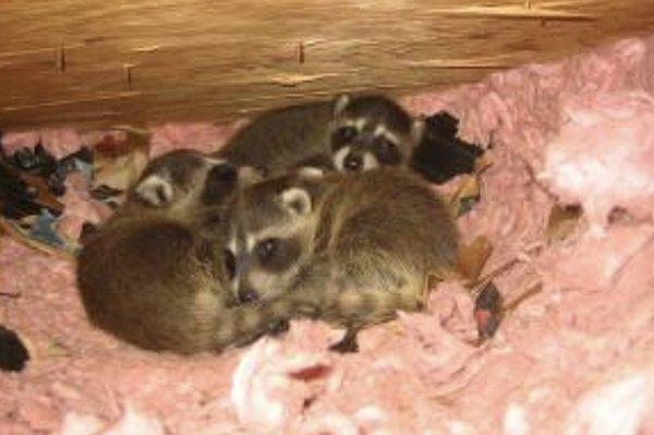 Baby Raccoons in a attic .