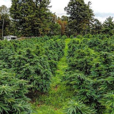 2018 Hemp field