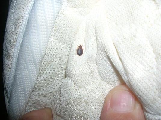 Bed Bug on matress