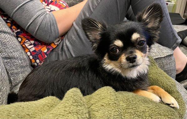 Our little Chihuahua Ambrose after his Groom with Michelle!