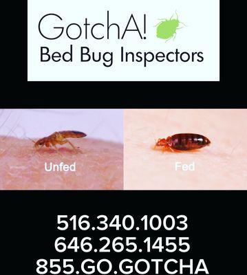 #bedbugs