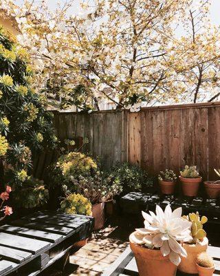 Bay Area backyard garden design