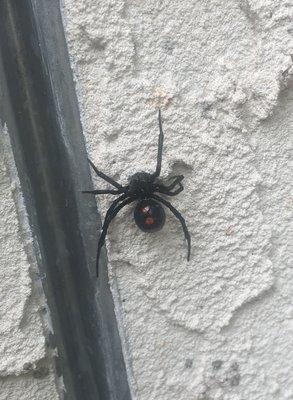 Black Widow Spider