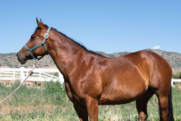 Horseback Riding, Horse Camp, trail riding, pony rides