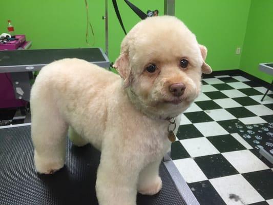 Cherry had another fabulous groom at Dippity Do Dog!! Thank you Sarah!