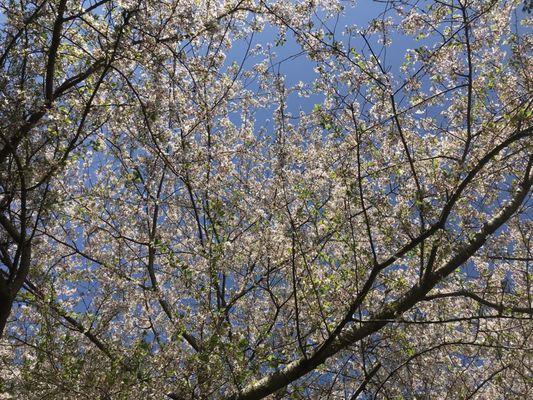 Spring blossoms