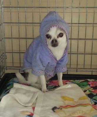 Manny, Tracy's chihuahua, loves his bathrobe!