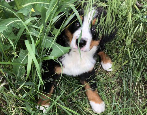 Tiberius Maximus in the Grass