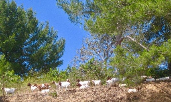 May 2019, goat herd clearing brush