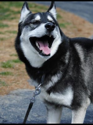 The Canine Training Center