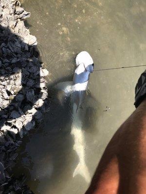 Their squid bait caught me a bonnet head shark . I'm an avid fan of their cigars as well as their bait. It's a nice local shop.