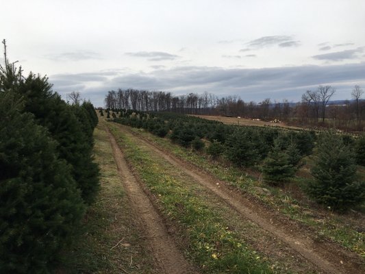 Pick out your tree, tag it, then flag down a truck to cut and haul it to the barn for payment.