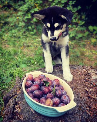 I had a listing with four fruit trees. I think Jojo was a fan of the plums