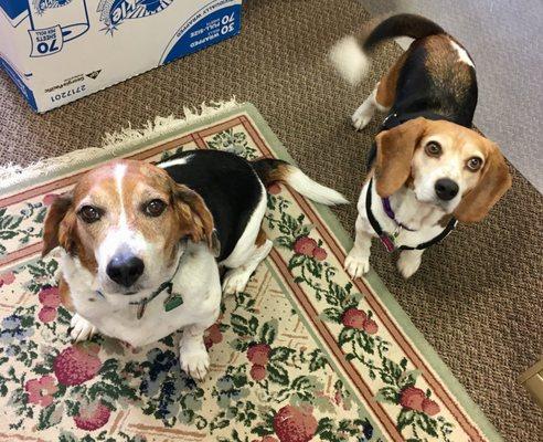 Our canine chaplains have office hours on Thursdays.