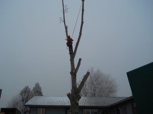 Buhl tree removal in the Fog