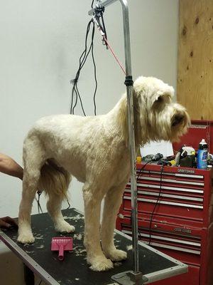 A Goldendoodle getting groomed , we groom all breeds and all sizes we also groom cats..