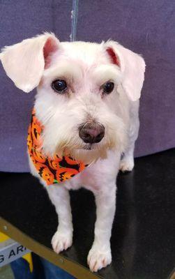 Shave down with a miniature schnauzer head.