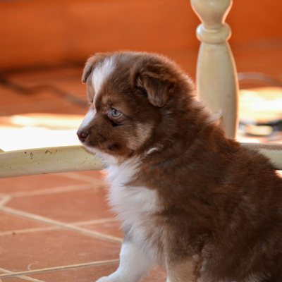 Dom, Toy Australian Shepherd puppy.