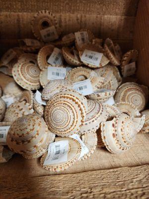 Shells