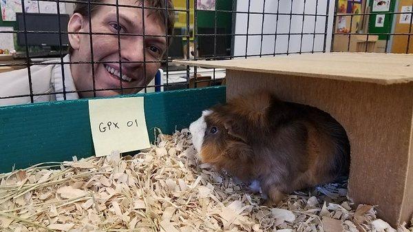 Blake inspecting a guinea pig at Greenlee Elementary, suspect for extreme cuteness. Further investigation is required thru cuddling methods!