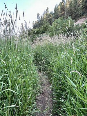 Follow the swampy, marshy path to reach Fall Creek Falls.