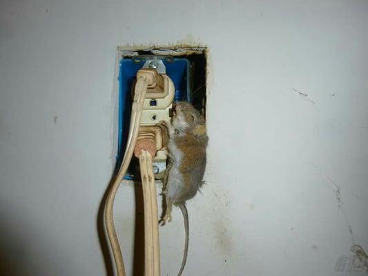 Mouse had access to the outlet . Simple cover plate would have prevented this. Just think if this had been a child