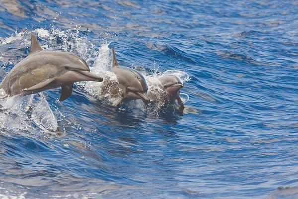 Dolphin pod leaping through the waves.