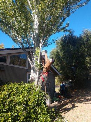 Danny starting his climb up a tree