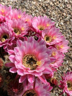 Cactus flowers in full bloom!  May 2021