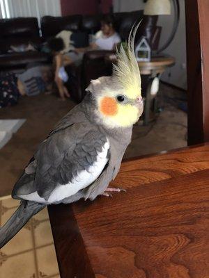 Enzo with a typical cockatiel attitude striking a pose