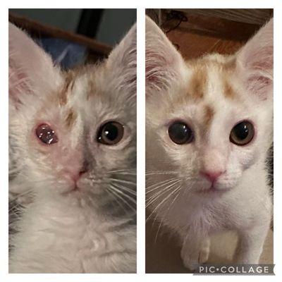 New kitten's before and after 5 weeks of treatment