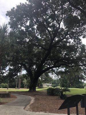 The Live Oak