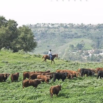 Holistic Planned Grazing @ 5 Bar Beef