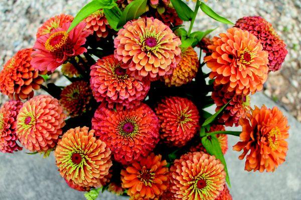 Zinnia Queen Lime Orange