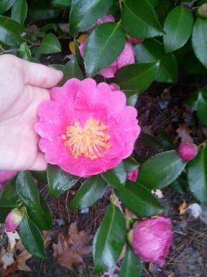 One of the flower bushes scattered along the trail