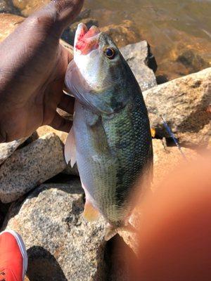 Lakeshore Fishing