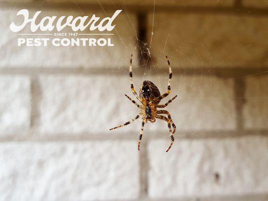 Havard Pest Control