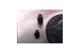 Bed bug sizing comparison