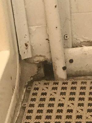 Mold and rot in the shower