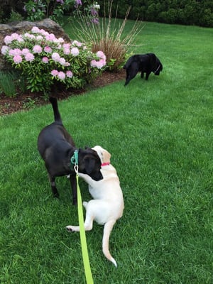 Puppy party photo sent by Brian during the work day