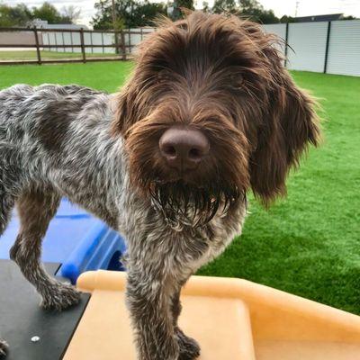 The Dog Ranch at Liberty Hill daycare is soooo fun