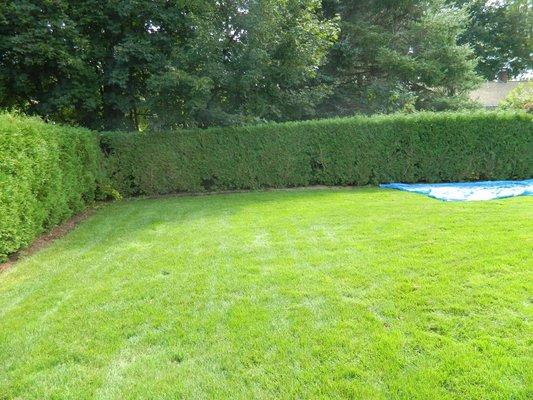 Trimming hedges