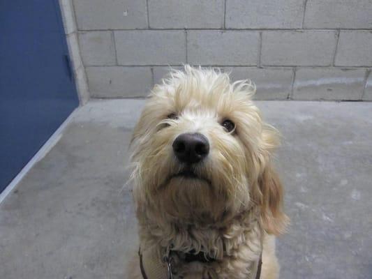 Meet Savannah, a Goldendoodle who loves to make new friends at the park everyday!