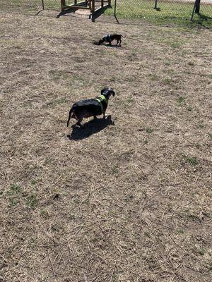 Binky enjoying the dog park.