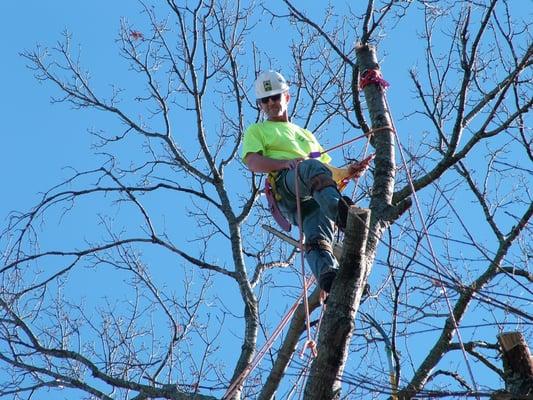 Arbor Masters Tree Service, experts in tree pruning, tree care and tree removals.