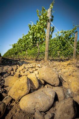 Stoney Vine Estate Vineyard, Walla Walla Valley