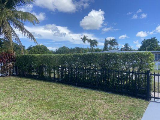 Beautifully trimmed hedges