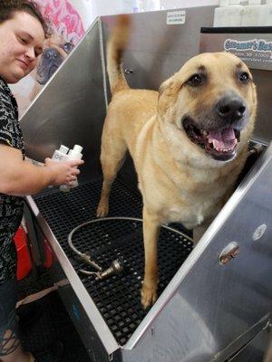 Pet wash for buster